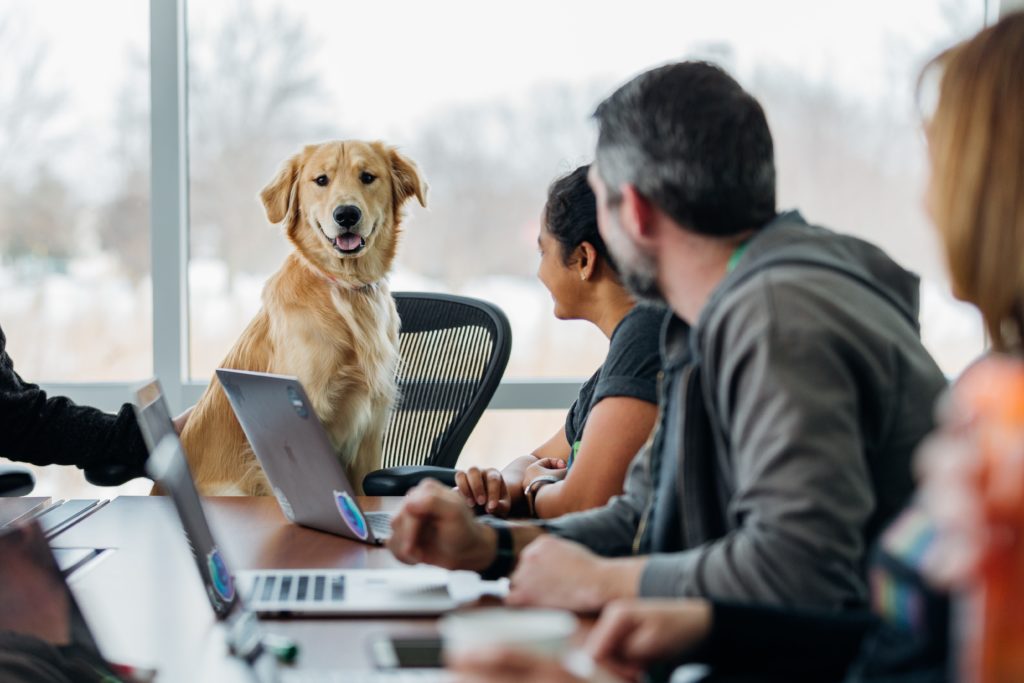 Dog being interviewed